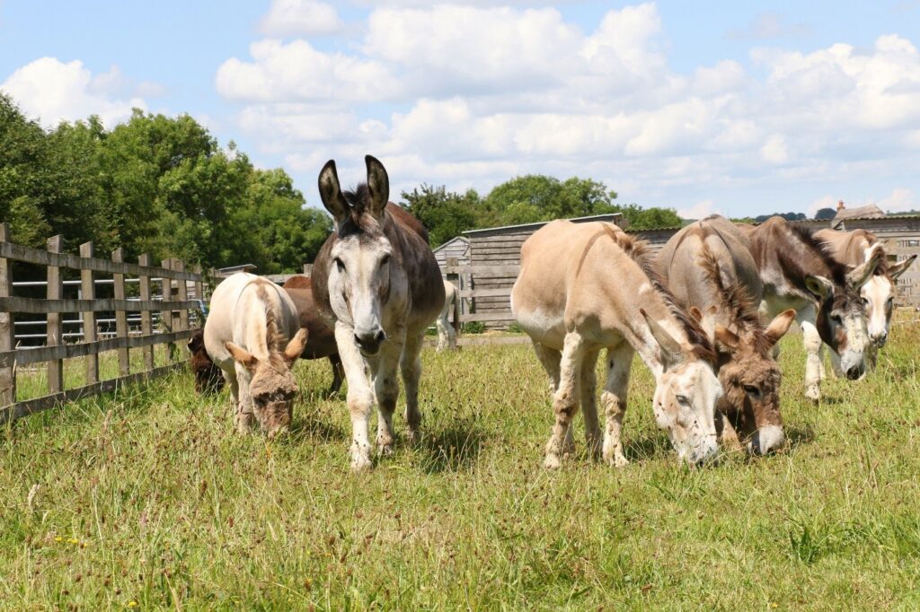 The Donkey Sanctuary